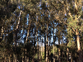 Marin Headlands eucalyptus trees